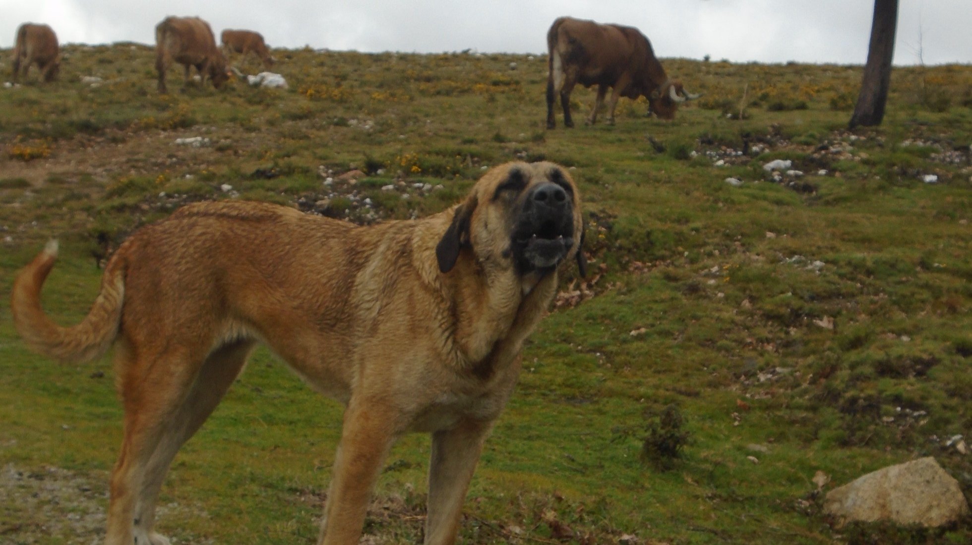 Serra da Estrela Dog